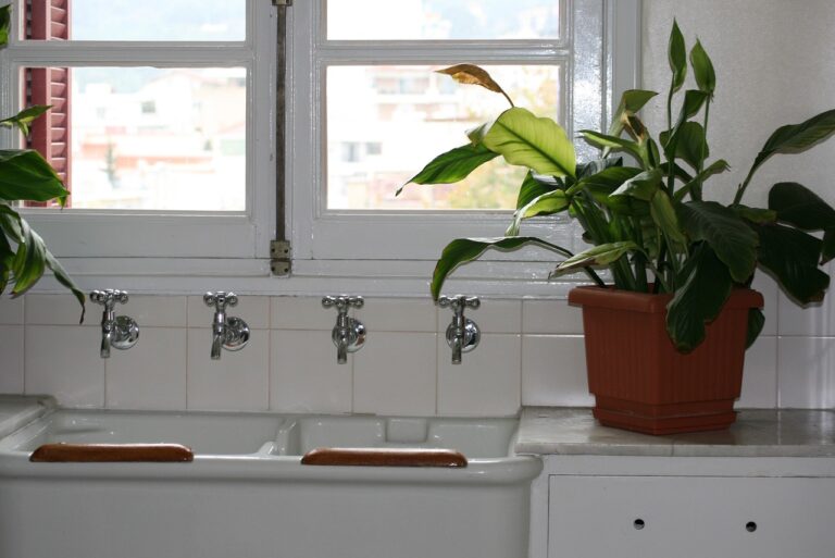 Potted plant beside a kitchen sink