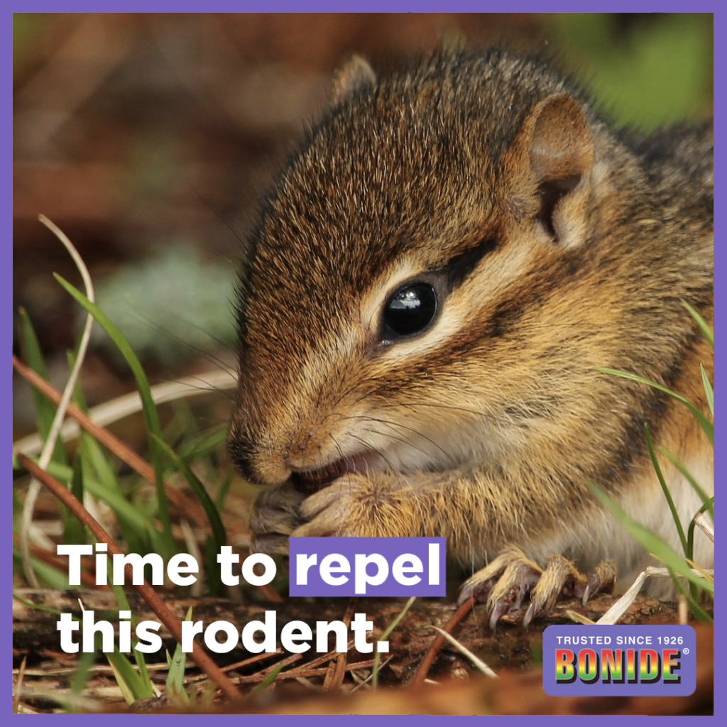 Bonide graphic design, featuring a chipmunk, by Thomas Boni