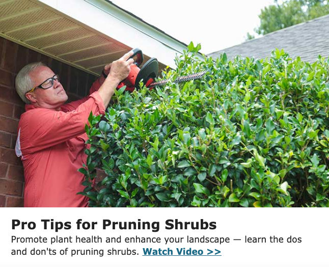 Copywriting sample about pruning shrubs