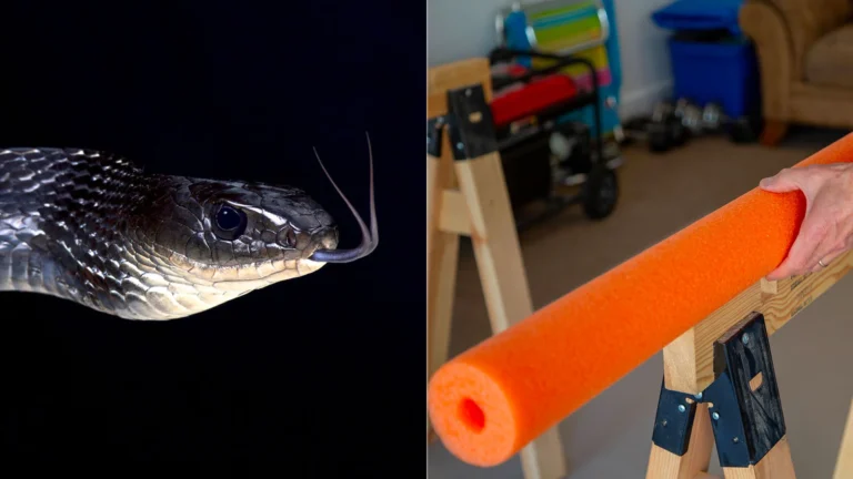 Split image: on the left, a snake slithering, and on the right, a man placing a pool noodle on a sawhorse.